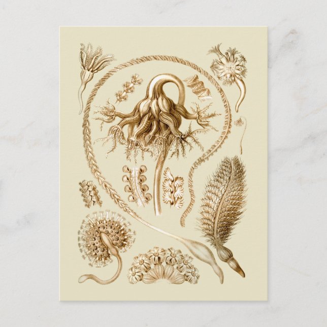 Carte Postale Stylo (Devant)