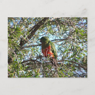 Carte Postale Stylo Green King Parrot Avec Poitrine Orange