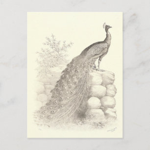 Carte Postale Stylo vintage et dessin d'encre Peacock