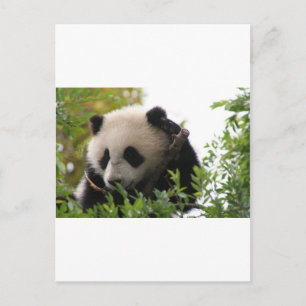 Carte Postale Su Lin, petit ours de panda géant au zoo de San Di