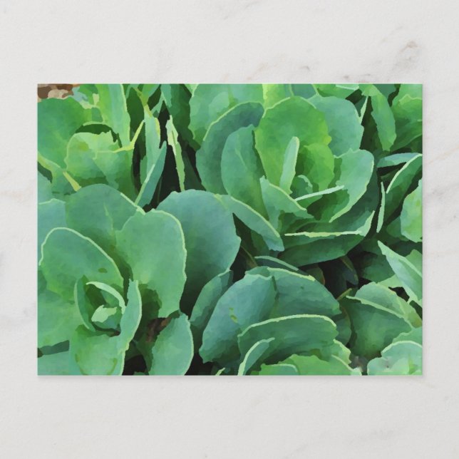 Carte Postale Succulent | (Devant)