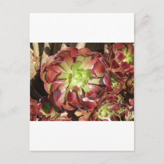 Carte Postale Succulent