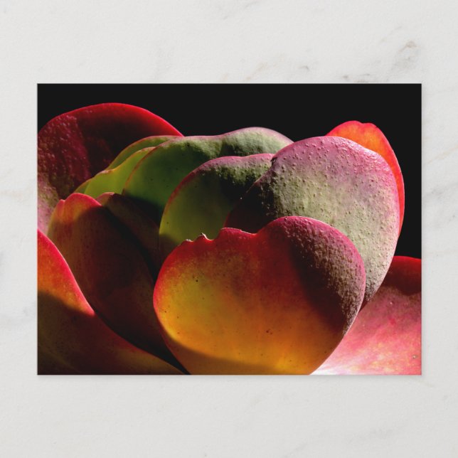 Carte Postale Succulent Plante du désert (Devant)