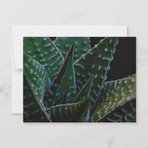 Carte Postale Succulent Plante zèbre