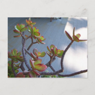 Carte Postale Succulent sur un pont d'Oxnard....le dessein de la