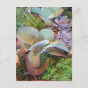 Carte postale Succulente Container Garden