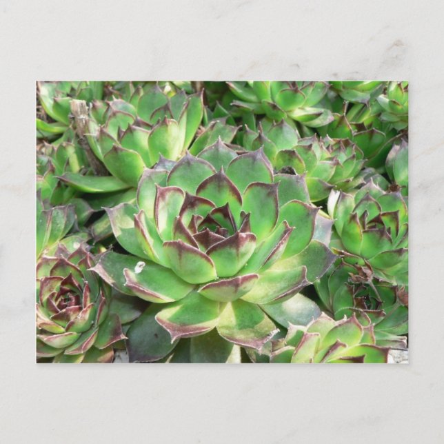 Carte Postale Succulents (Devant)