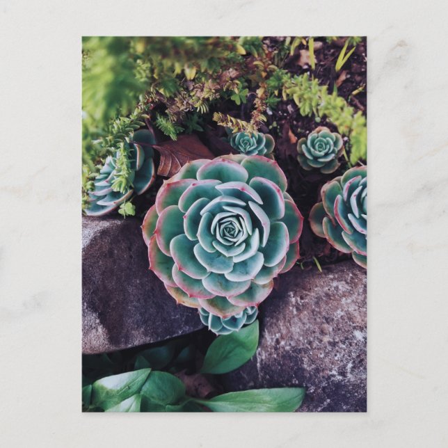 Carte Postale Succulents (Devant)