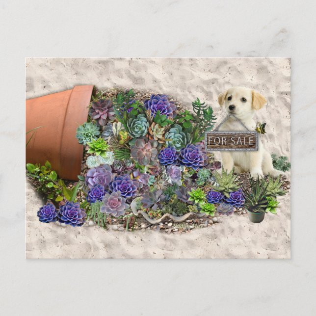 Carte Postale Succulents à vendre (Devant)