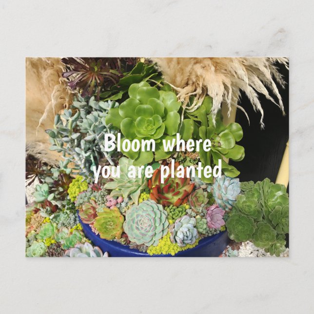 Carte Postale Succulents colorés à l'herbe argentée (Devant)
