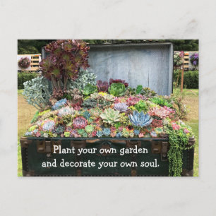 Carte Postale Succulents dans la poitrine au trésor