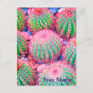 Carte Postale Succulents de cactus roses