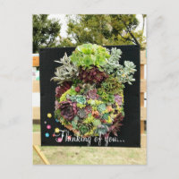 Succulents décoratifs