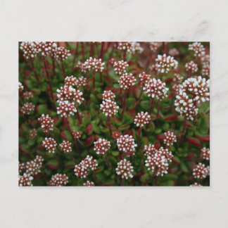 Carte Postale succulents in spring  Postcards