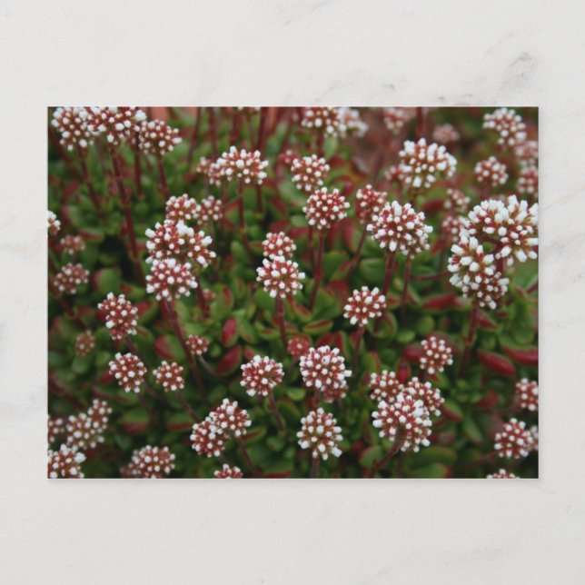 Carte Postale succulents in spring  Postcards (Devant)