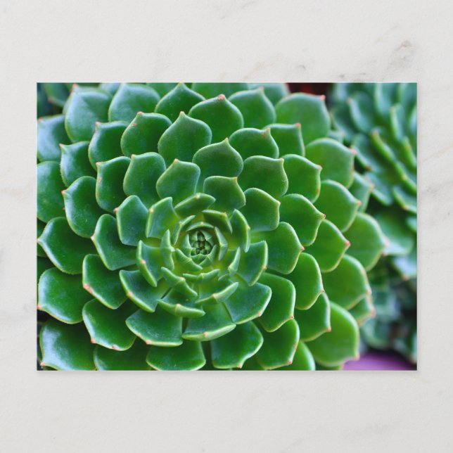 Carte Postale Succulents plante Echeveria (Devant)