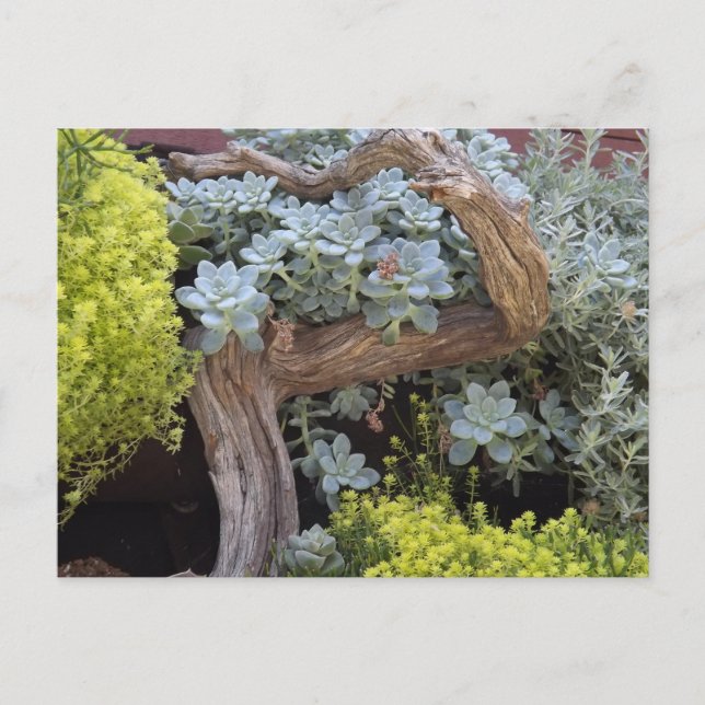 Carte Postale Succulents Postcard (Devant)