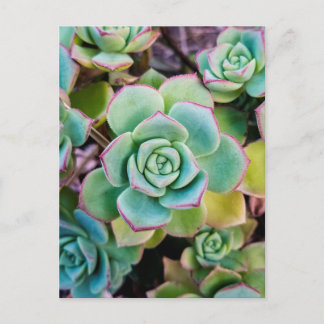 Carte Postale Succulents verts aux contours rouges