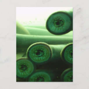 Carte Postale Suceuses