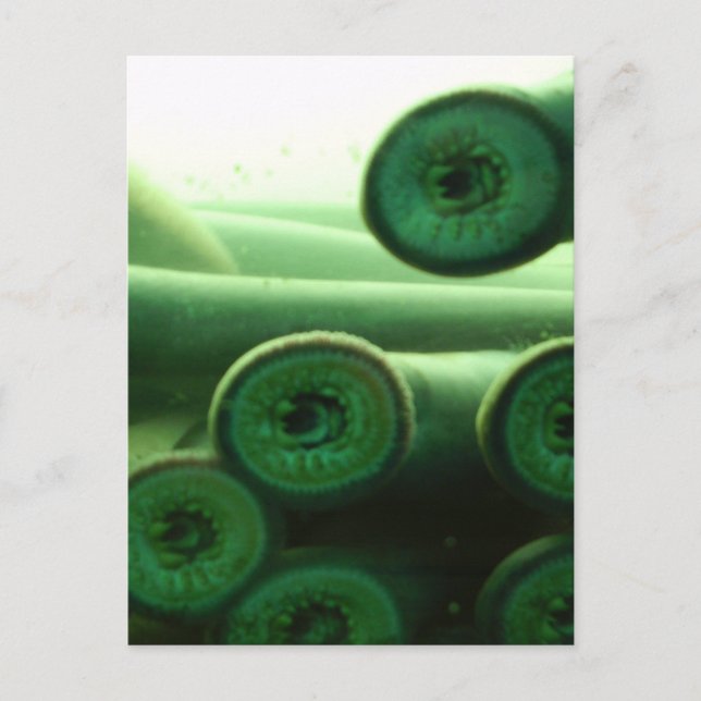 Carte Postale Suceuses (Devant)