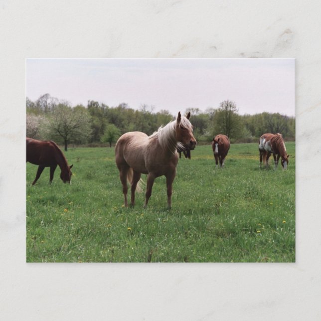 Carte postale Sucre, Ciel, Dame & Harley (Devant)