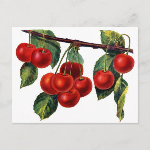 Carte Postale Sucres Luscieux Cerises