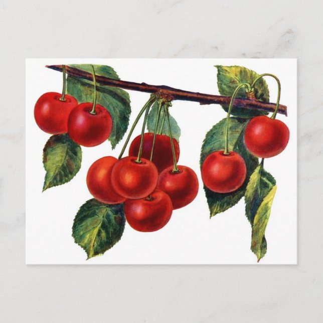 Carte Postale Sucres Luscieux Cerises (Devant)