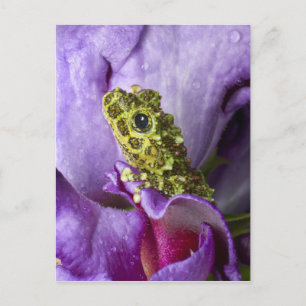 Carte Postale Sud-est du Vietnam. Gros plan sur la grenouille ar