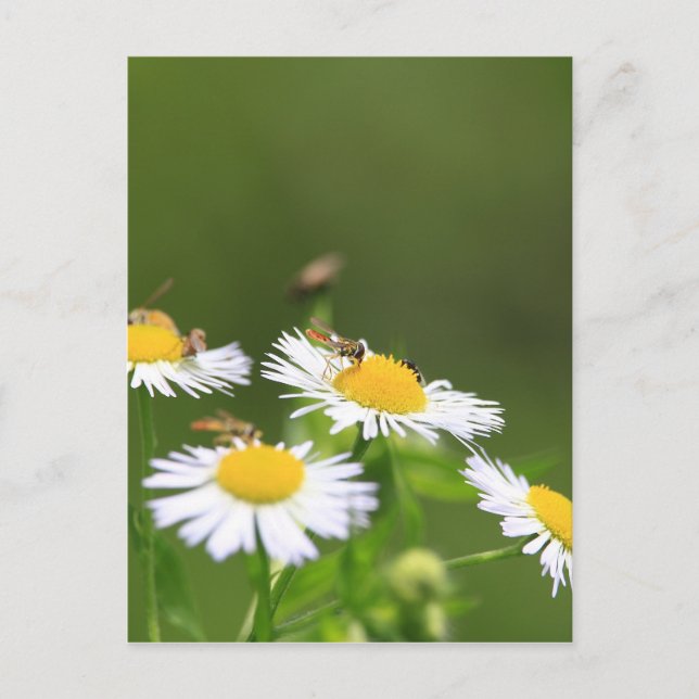 Carte Postale Sueur (Devant)