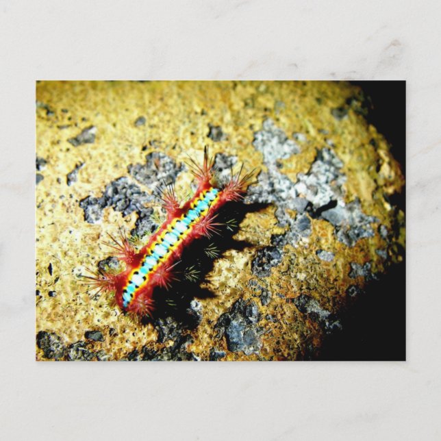 Carte Postale Suis-je différent de toi ? / Night Out Beauty (Devant)