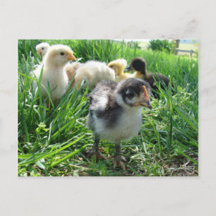 Carte Postale Suivez Le Leader