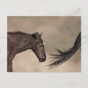Carte Postale Suivez le responsable