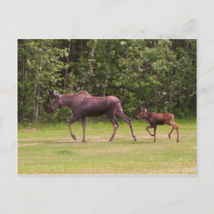 Carte Postale Suivre dans Moms empreintes