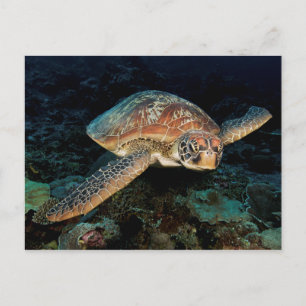 Carte Postale Sulawesi   Tortue marine verte