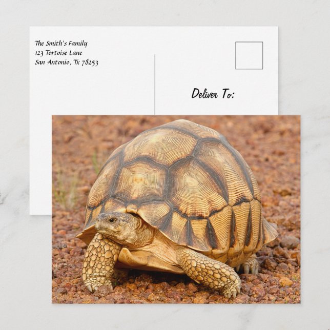 Carte Postale Sulcata Tortoise (Devant / Derrière)