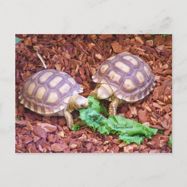 Carte Postale Sulcata Tortoise Hatchlings (Devant)