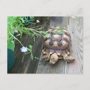 Carte Postale Sulcata Tortoise Lounge sur Balcon Manger Fleur
