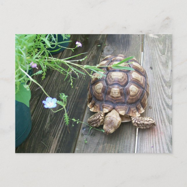 Carte Postale Sulcata Tortoise Lounge sur Balcon Manger Fleur (Devant)
