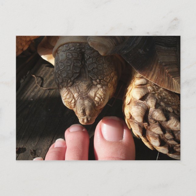 Carte Postale Sulcata Tortoise observer les gens orteils (Devant)