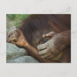 Carte Postale Sumatran Orangutan, Pongo pygmaeus