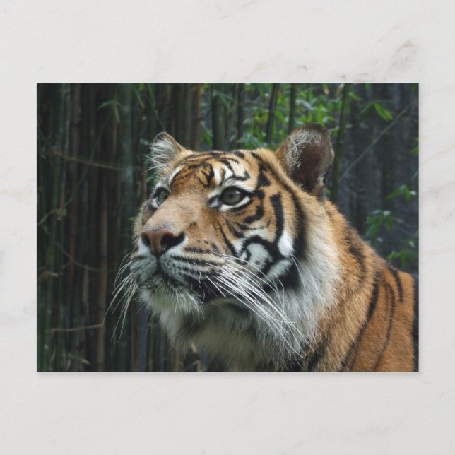 Carte postale Sumatran Tiger (Devant)