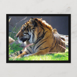 Carte Postale Sumatran Tiger