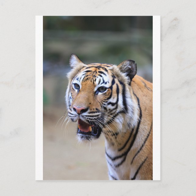 Carte Postale Sumatran Tiger (Devant)