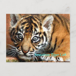 Carte Postale Sumatran Tiger Cub