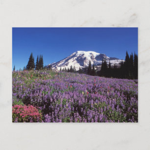 Carte Postale summer wildflowers at the base of Mount Rainier,