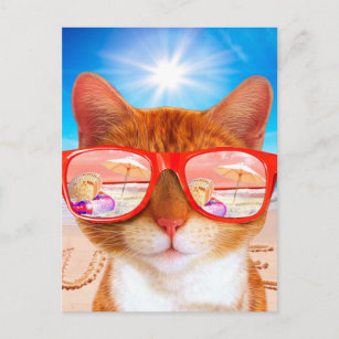 Cartes Postales Humour Chat Vacances Originales Zazzle Fr