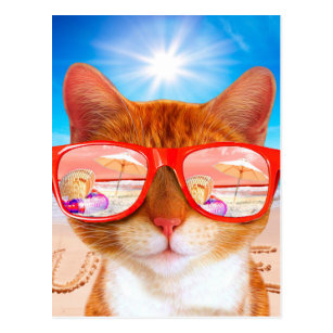 Carte Postale Summercat Avec Des Lunettes De Soleil Chat De Zazzle Fr