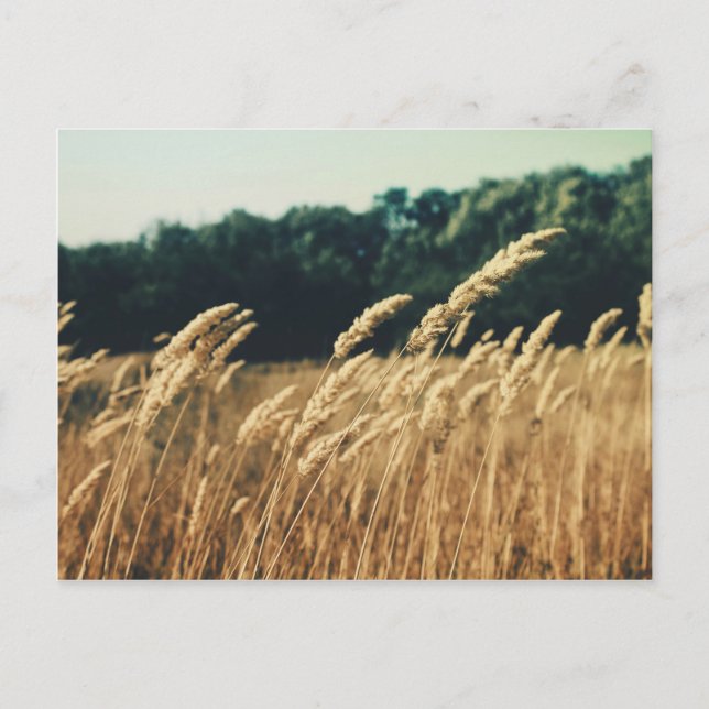 Carte Postale Summerfield (Devant)