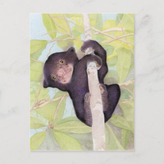 Carte postale Sun Bear Cub