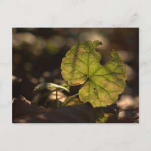 Carte postale Sun CC0303 novembre